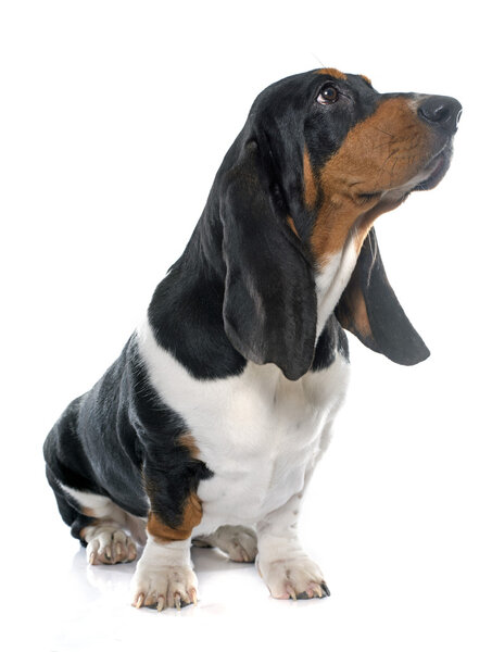 young Basset Hound