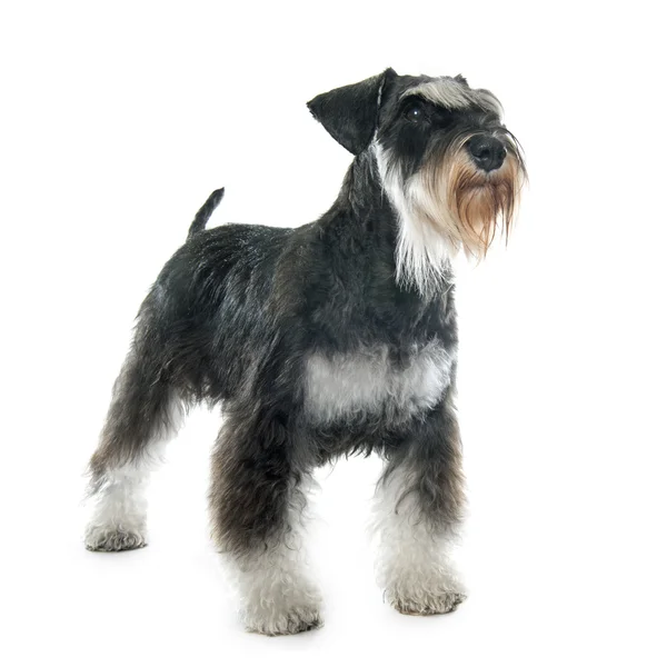 Felnőtt Törpe schnauzer — Stock Fotó