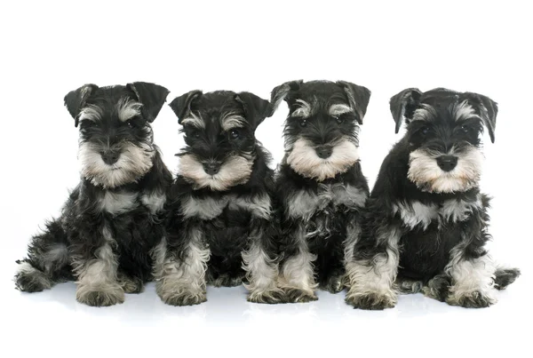 Puppies miniature schnauzer — Stock Photo, Image