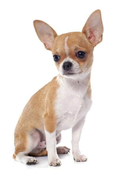 Junger Welpe Chihuahua — Stockfoto