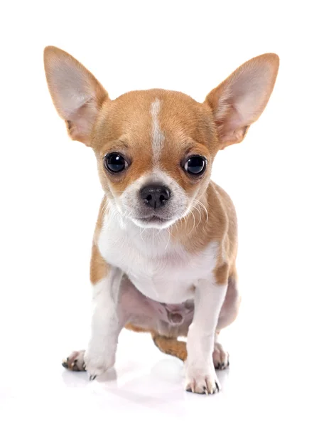 Filhote de cachorro chihuahua — Fotografia de Stock