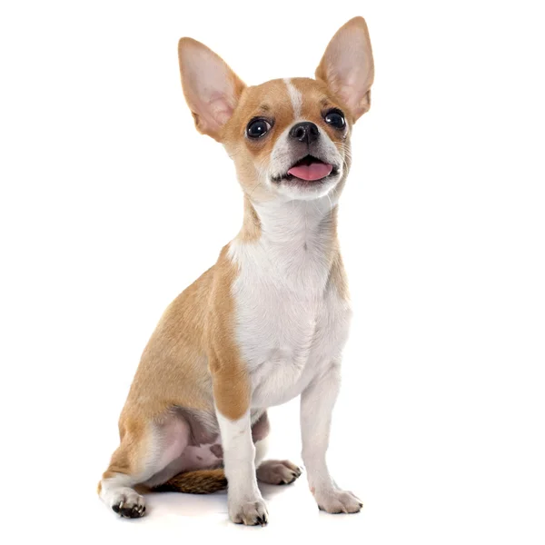Young puppy chihuahua — Stock Photo, Image