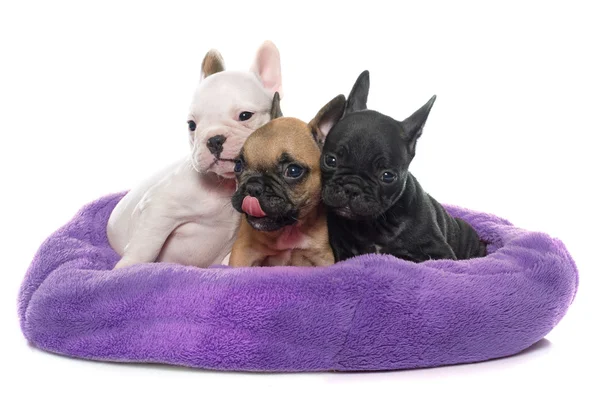 Puppies french bulldog — Stock Photo, Image