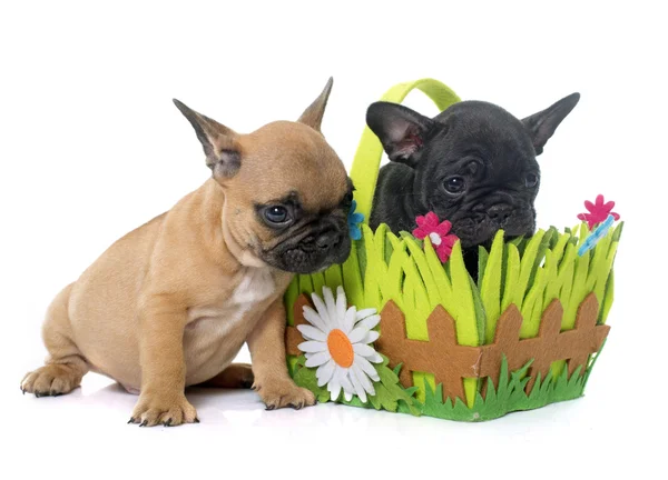 Cachorros bulldog francês — Fotografia de Stock