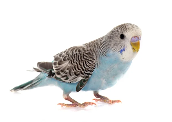 Wspólny Pieścić papuga długoogonowa — Zdjęcie stockowe