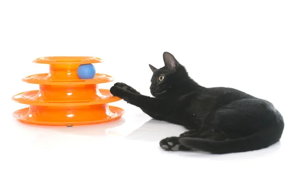 Kociak grać z zabawką — Zdjęcie stockowe