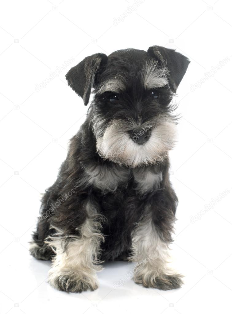 Resultado de imagen para schnauzer miniatura cachorros