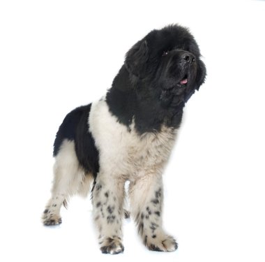 Yetişkin newfoundland köpek