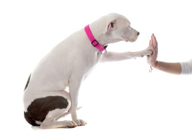 Genç pitbull terrier