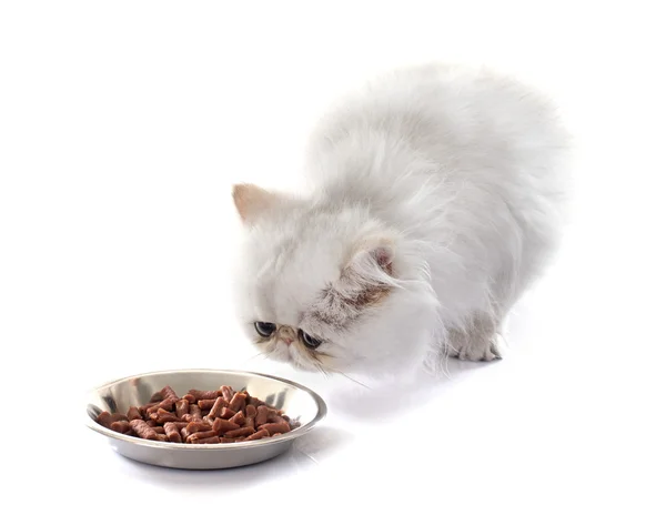 Comer gatito persa —  Fotos de Stock