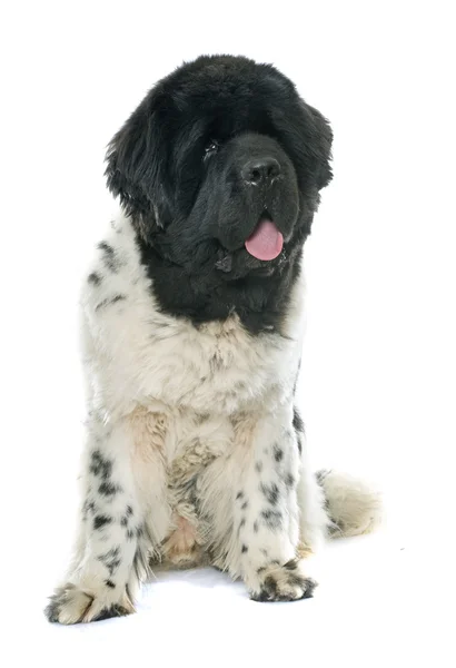 Yetişkin newfoundland köpek — Stok fotoğraf