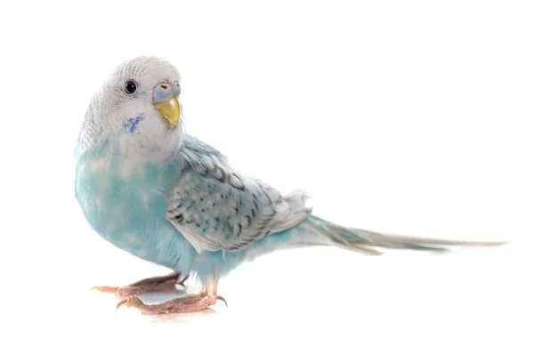 Common pet parakeet — Stock Photo, Image