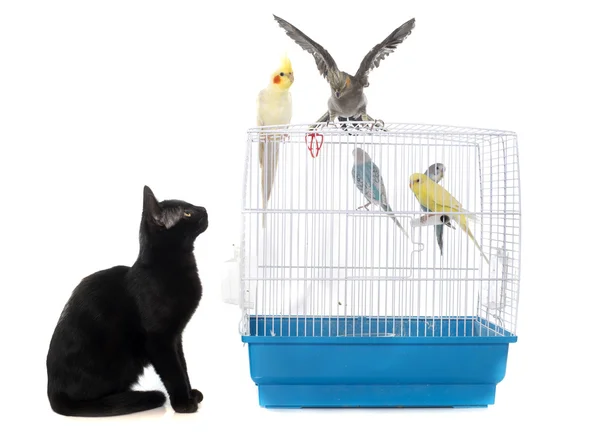 Kitten playing with bird — Stock Photo, Image