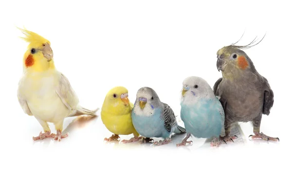 Common pet parakeet and Cockatiel — Stock Photo, Image