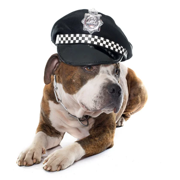 American stafforshire terrier y gorra — Foto de Stock