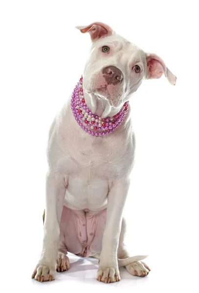 Junger Pitbull Terrier — Stockfoto