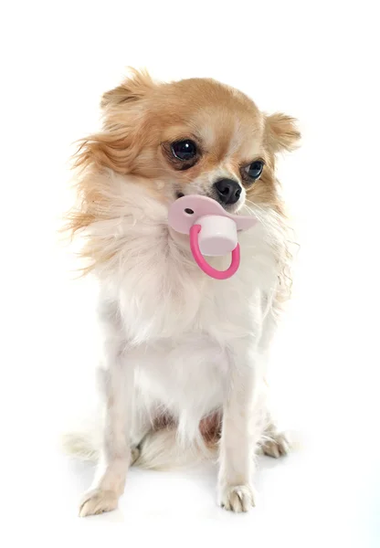 Chihuahua e boneco — Fotografia de Stock
