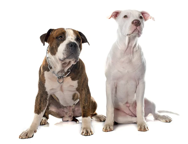 Two american stafforshire terrier — Stock Photo, Image