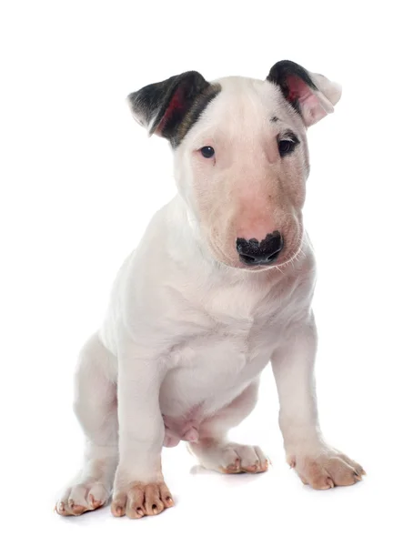 Welpe Bullterrier — Stockfoto