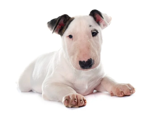 Welpe Bullterrier — Stockfoto