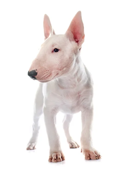 Valp bull terrier — Stockfoto