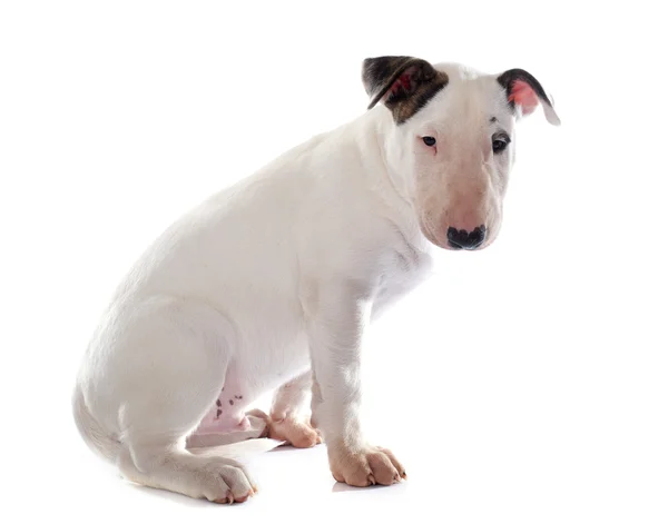 Puppy bull terrier — Stock Photo, Image