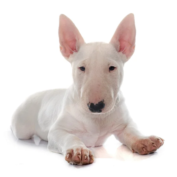 Puppy bull terrier — Stock Photo, Image