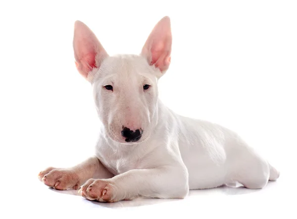 Cucciolo toro terrier — Foto Stock
