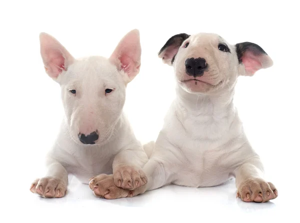 Welpen Bullterrier — Stockfoto