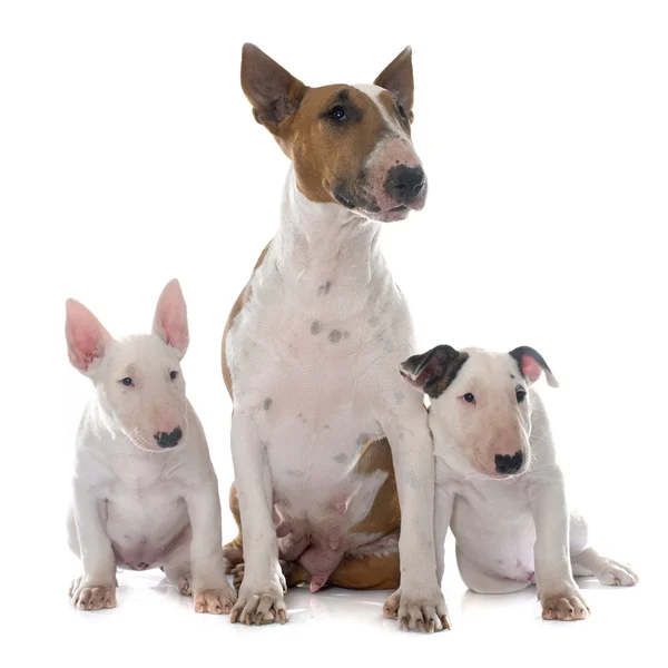 Family bull terrier — Stock Photo, Image