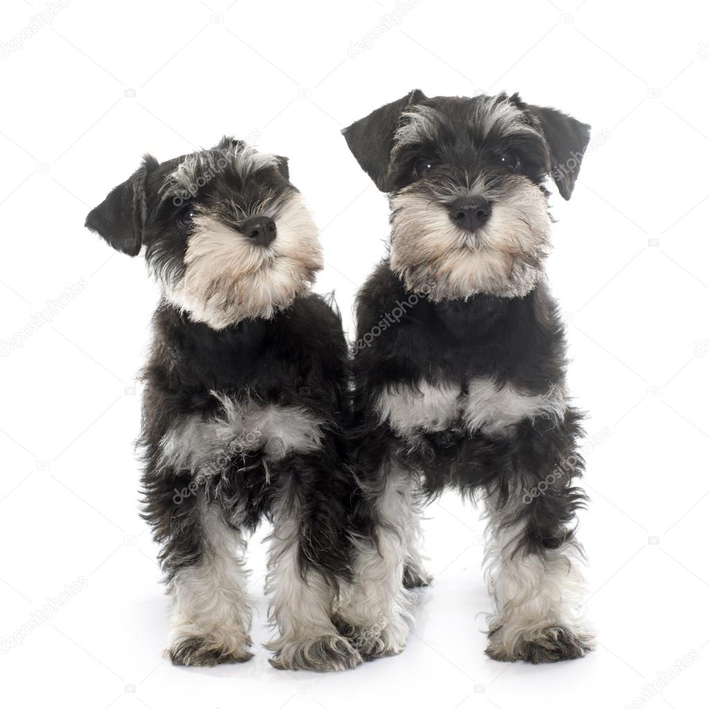 Dvärgschnauzer valpar — Stockfotografi © 90624960