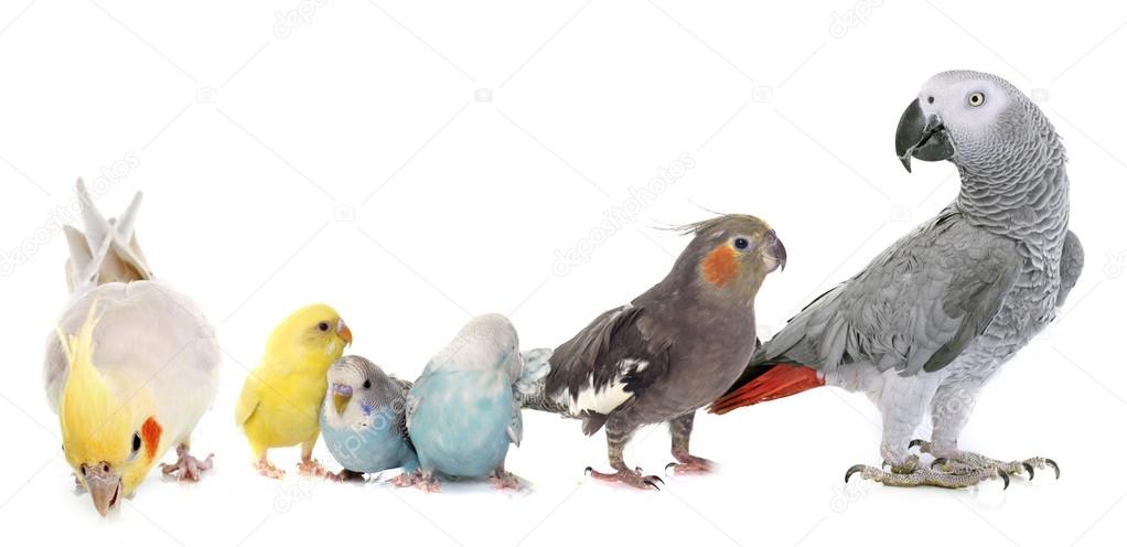 common pet parakeet, parrot and Cockatiel