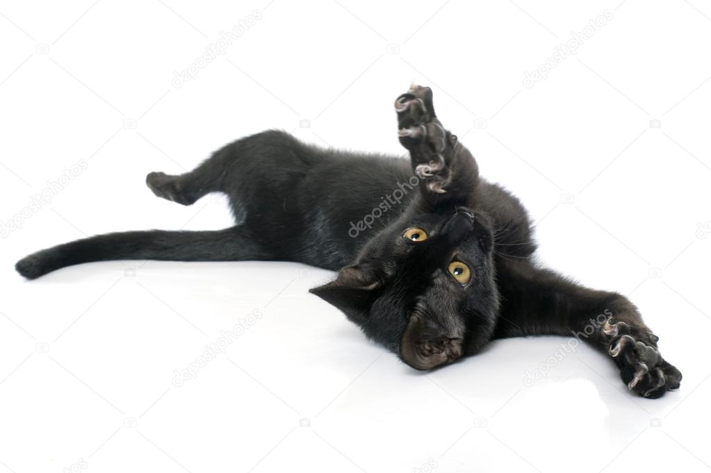 playing black kitten