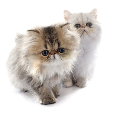 Farsça bir yavru kedi