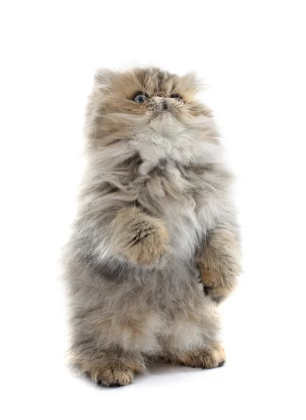 Un gatito persa — Foto de Stock