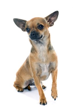 chihuahua Studio