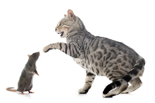 Бенгальский кот и крыса — стоковое фото