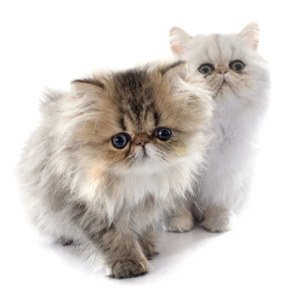 Two persian kitten — Stock Photo, Image