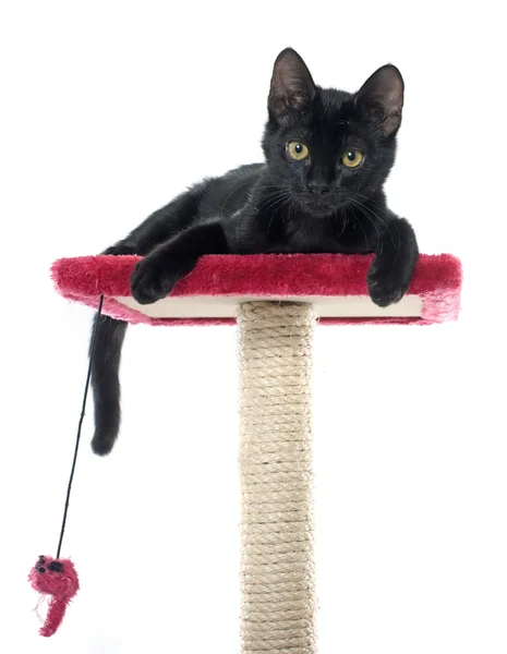 Černé kotě hraje — Stock fotografie