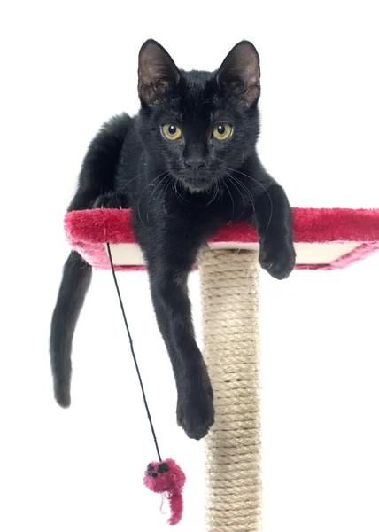 Black kitten playing — Stock Photo, Image