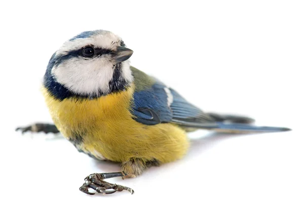 Eurasian azul tit — Fotografia de Stock