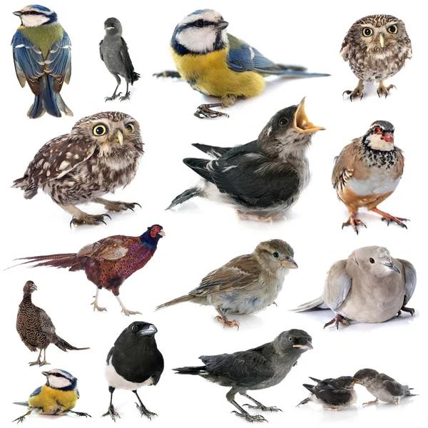 Grupa ptaków dzikich — Zdjęcie stockowe