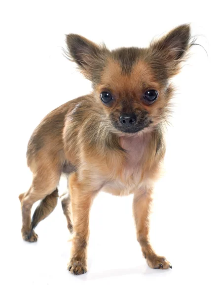 Valp chihuahua i studio — Stockfoto