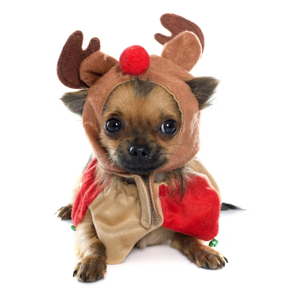 Dressed puppy chihuahua in studio — Stock Photo, Image