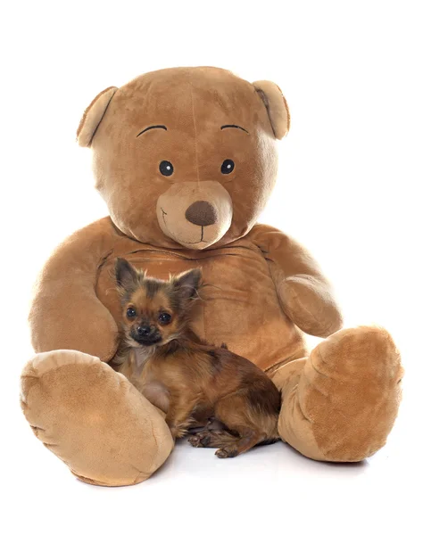 Chihuahua cachorro y oso de peluche — Foto de Stock