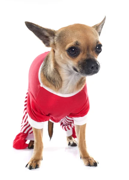 Gekleideter Chihuahua im Studio — Stockfoto