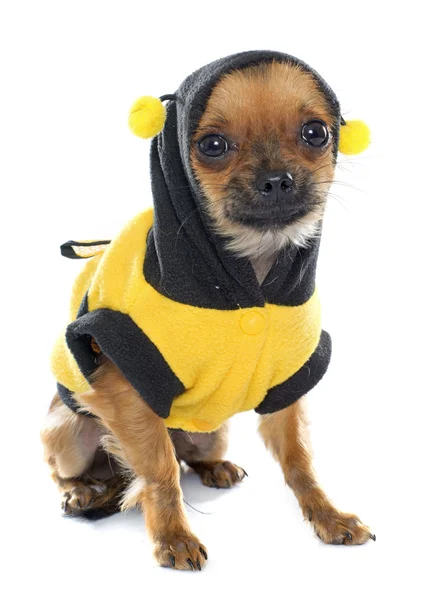 Chihuahua puppy ubrani w studio — Zdjęcie stockowe
