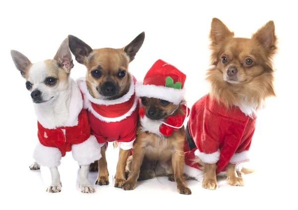 Christmas chihuahua i studio — Stockfoto