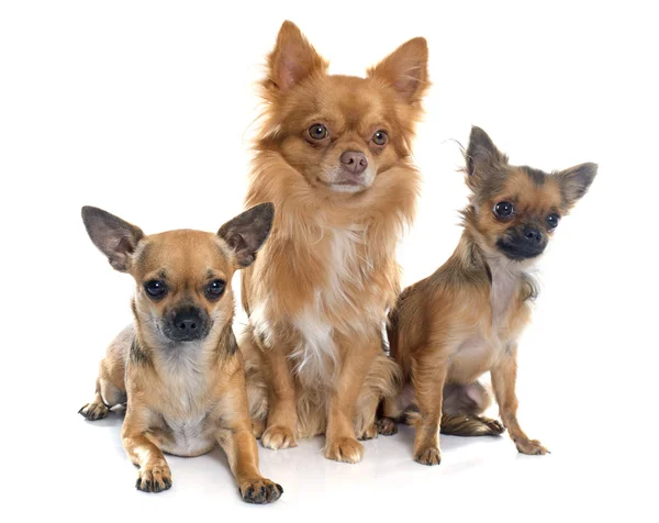 Chihuahuas em estúdio — Fotografia de Stock