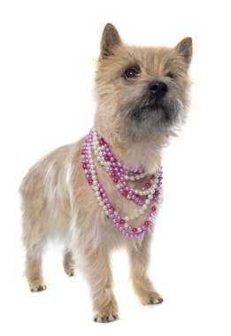 safkan cairn terrier